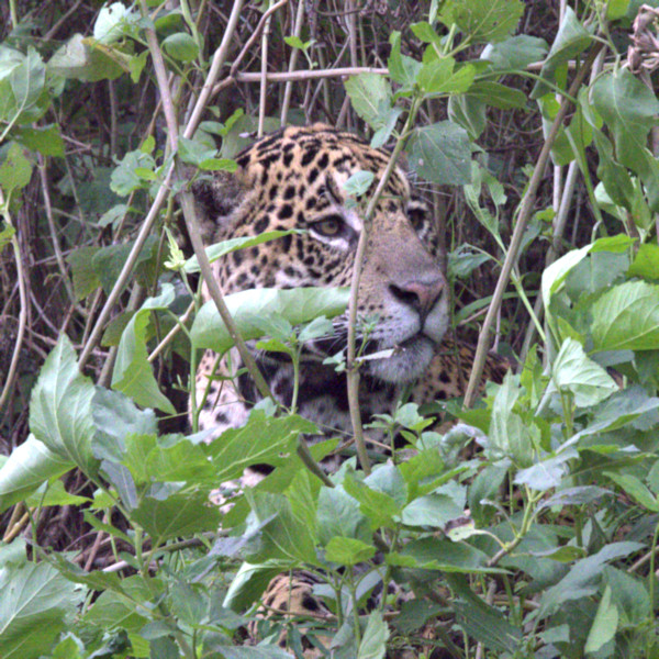 Jaguar, Pantanal, Brazil