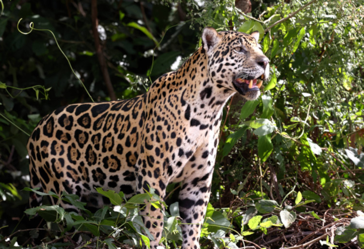 Female Jaguar #1