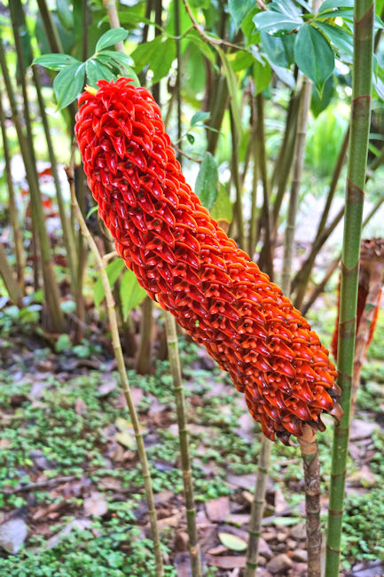 Ginger, Golfo Dulce Garden, Costa Rica