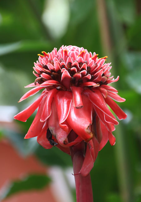 Ginger, Golfo Dulce Garden, Costa Rica