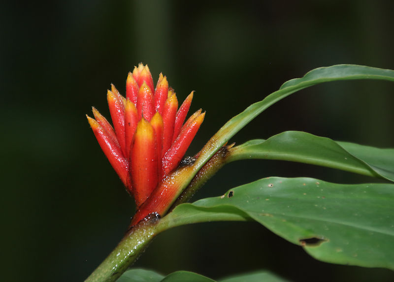 Ginger, Eco Park, Arenal