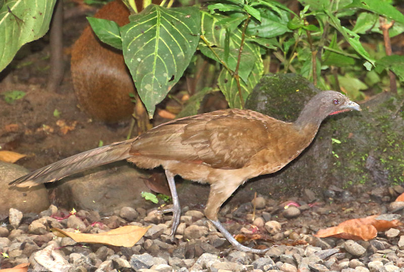 Grey-headed Chachalaca at Arenal