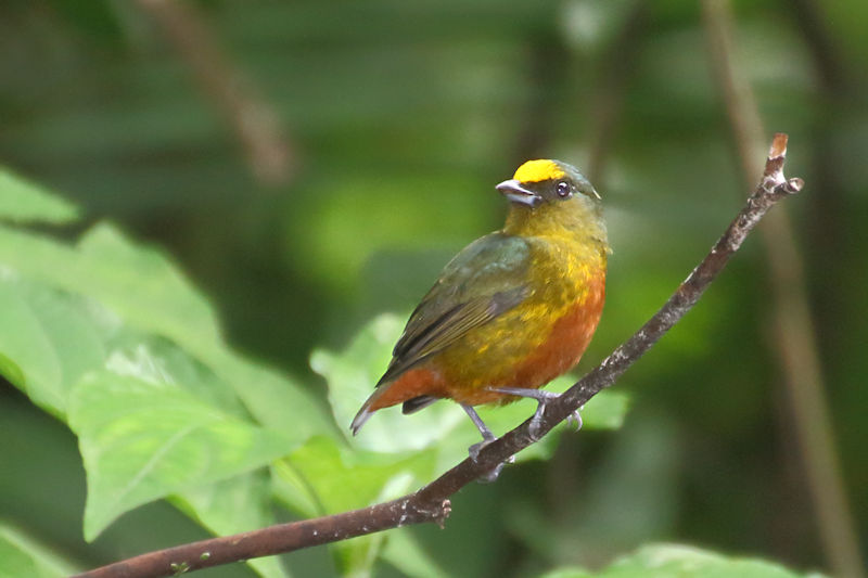 Olive-backed Euphonia at Arenal 