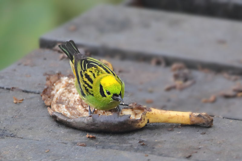 Emerald Tanager, Arenal