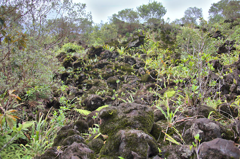 On the Lava slopes of Mt Arenal, Costa Rica