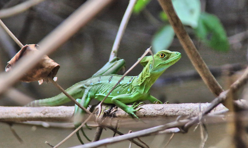 Female Green Basilisk, Cano Negro, Costa Rica