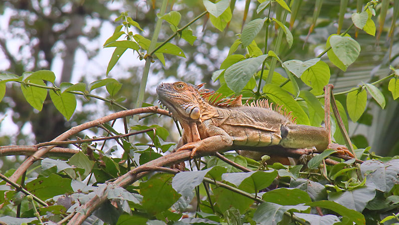 Male Green Basilisk, Cano Negro, Costa Rica