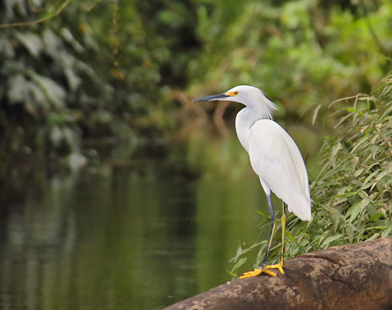 Snowy Egret at Cano Negro