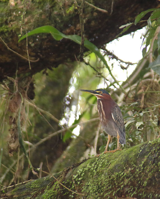 Green-backed Heron at Cano Negro