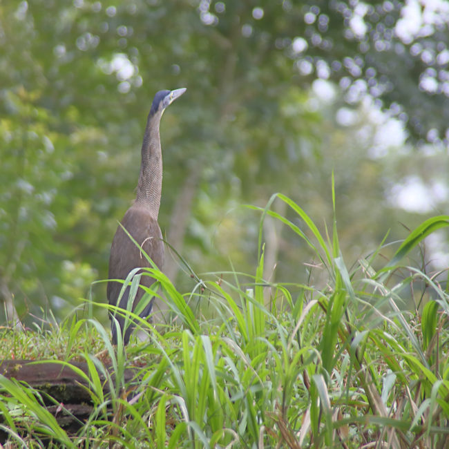 Fasciated Tiger Heron at Cano Negro