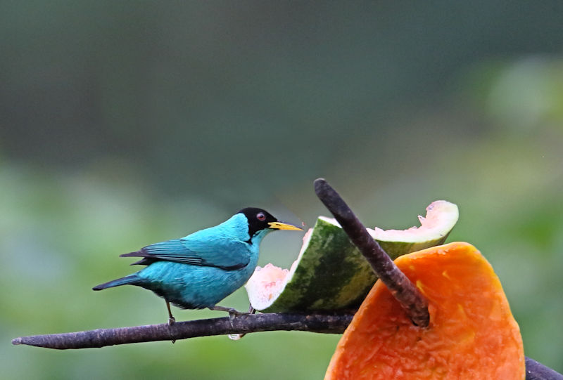 Green Honey-creeper at Arenal