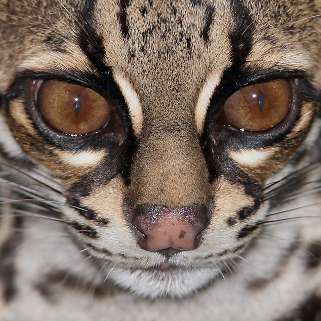 Margay, Arenal, Costa Rica