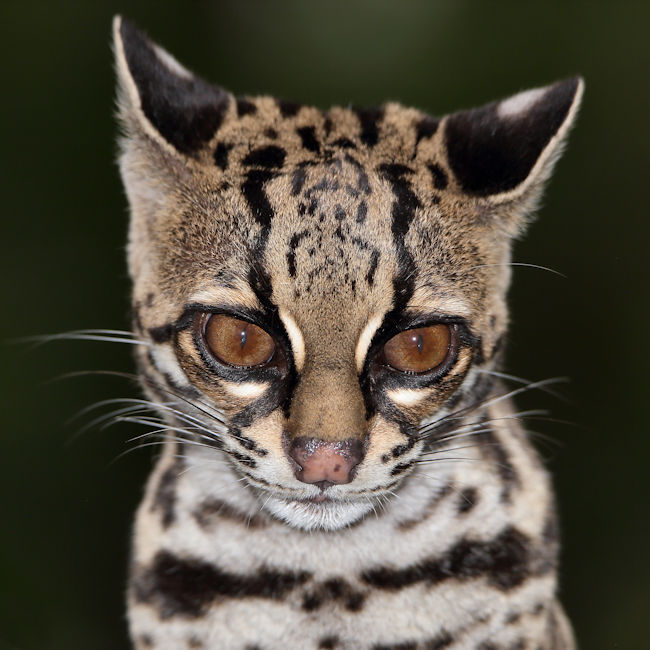 Margay, Arenal, Costa Rica