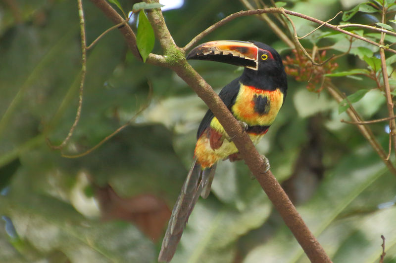 Collared Aracari, Arenal