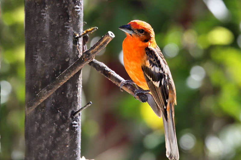 Baltimore Oriole at La Savegra