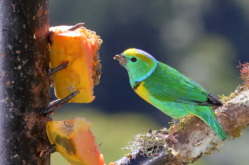 Golden-browed Chorophonia at La Savegre