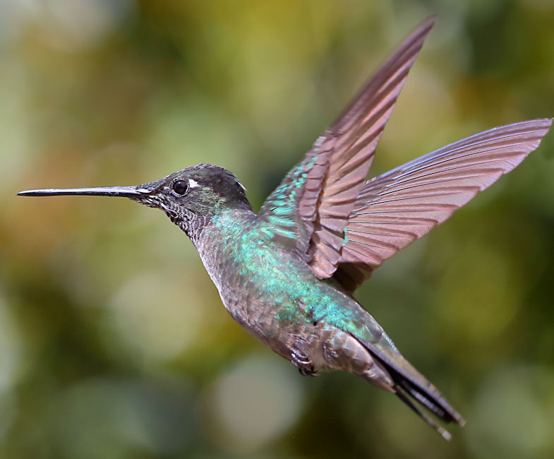 Magnificent Hummingbird