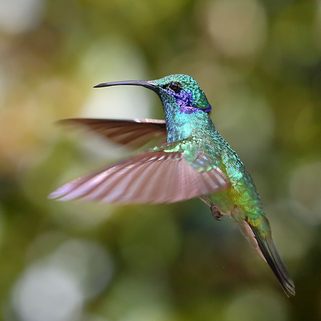 Green Violetear Hummingbird