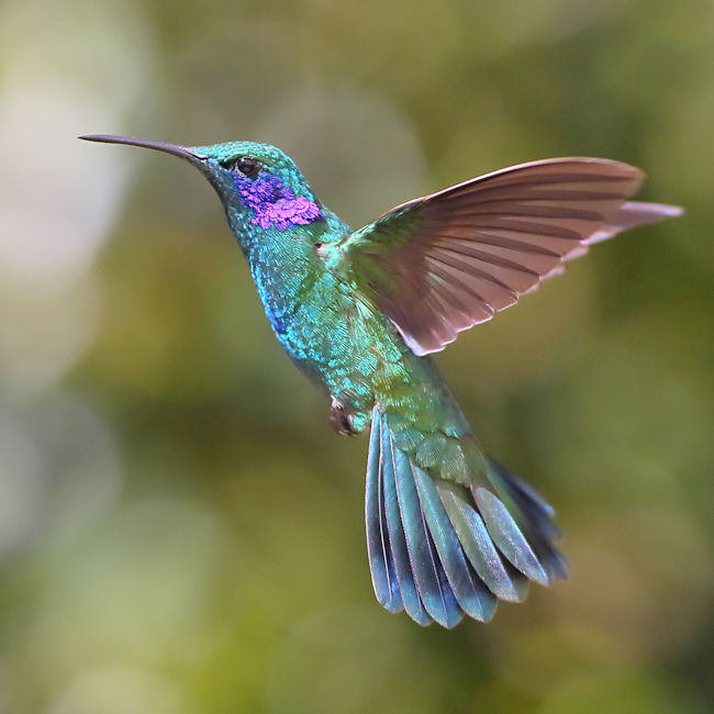 Green Violetear Hummingbird