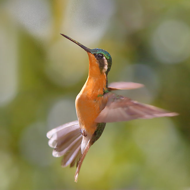 Purple-throated Hummingbird (female) at La Savegre