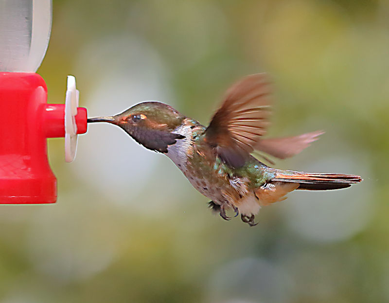 Scintillating Hummingbird at La Savegre