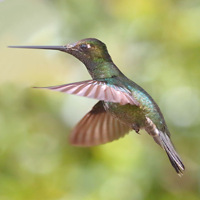 Magnificent Hummingbird