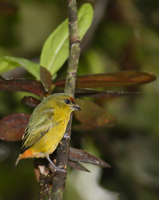 Olive-backed Euphonia