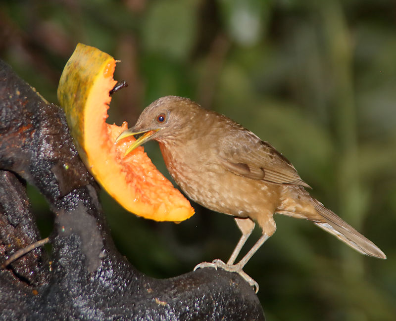 Clay-coloured Thrush at La Selva