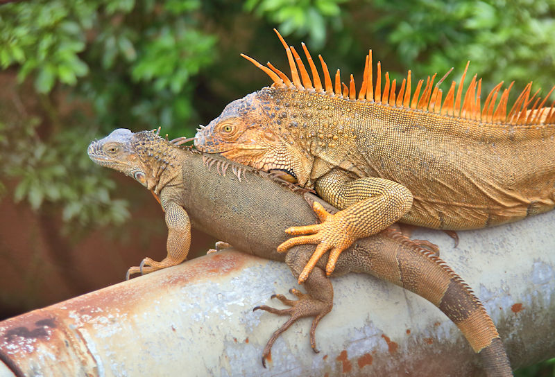 Green Iguana male and female, Muelle, Costa Rica