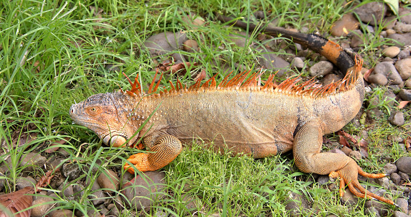 Green Iguana male, Muelle, Costa Rica