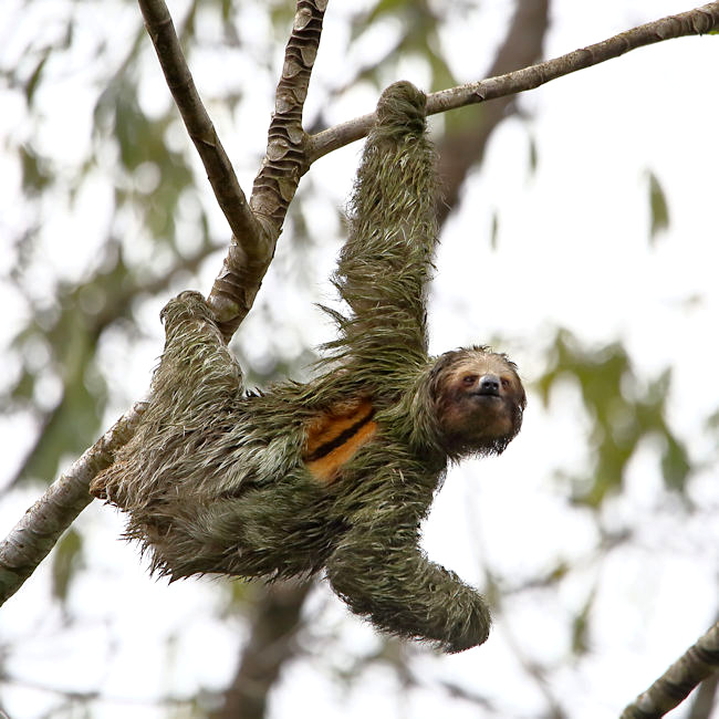 Brown-throated 3-toed Sloth, near Arenal, Costa Rica