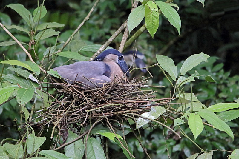 Boat-billed Heron at La Selva