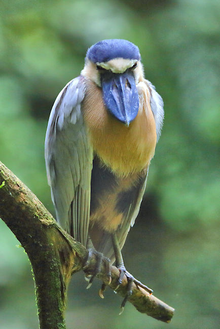 Boat-billed Heron at La Selva