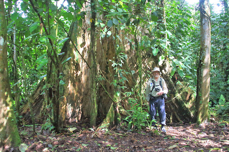 Jungle track at La Selva, Costa Rica