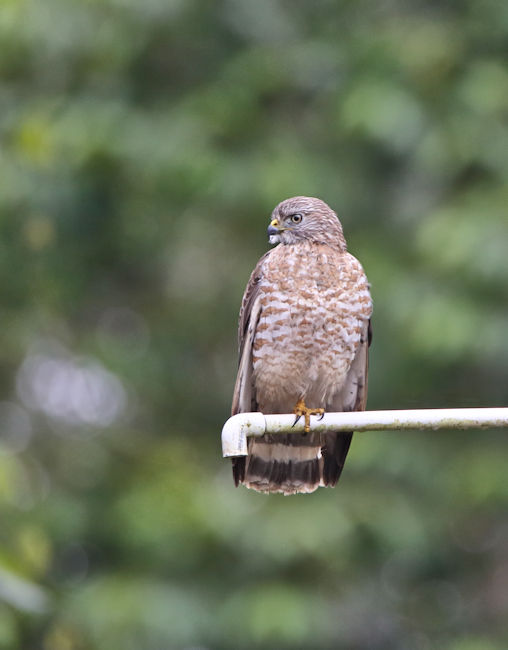 Roadside Hawk at La Savegra