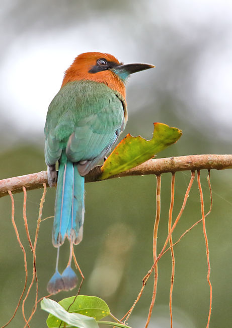 Rufous Motmot at La Selva