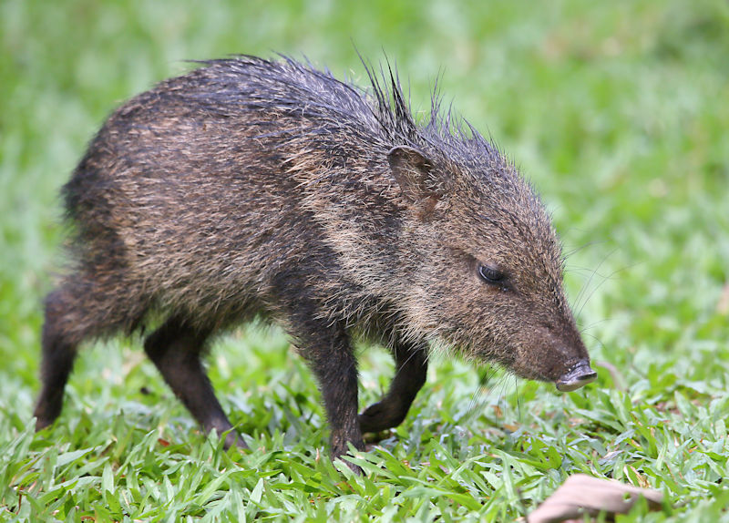 Collared Peccary, La Selva, Costa Rica