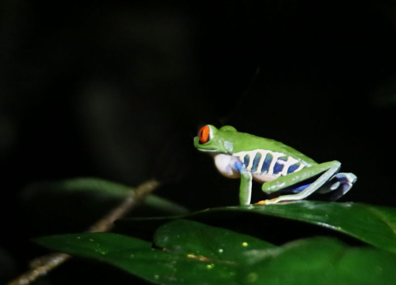 Red-eyed Tree Frog, La Selva, Costa Rica