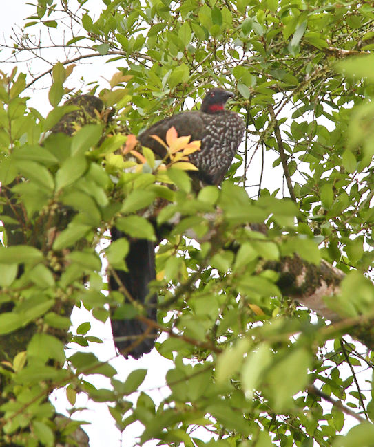 Crested Guan at La Selva