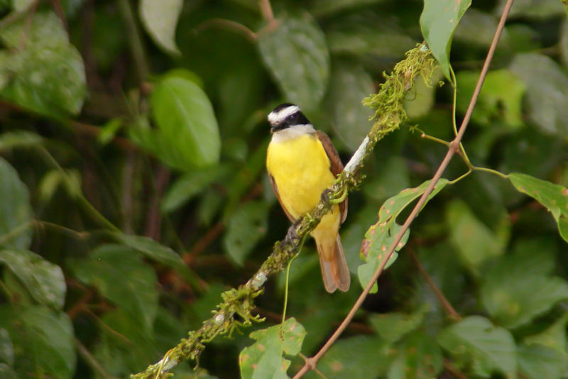 Great Kiskadee at La Selva