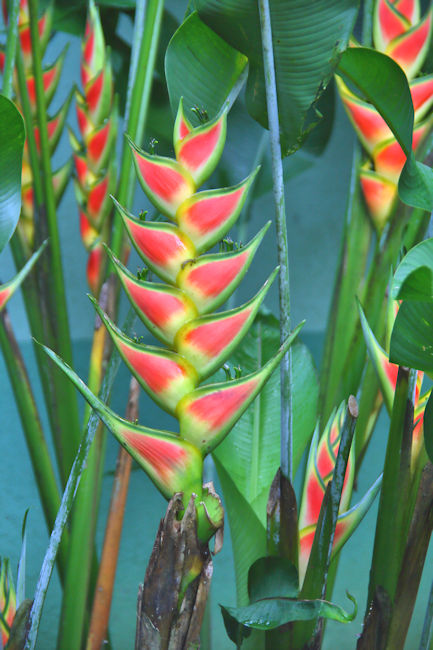 Heliconia, La Selva, Costa Ric