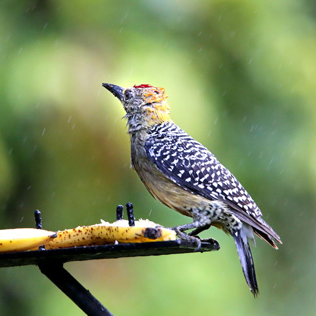 Hoffman's Woodpecker at Monteverde