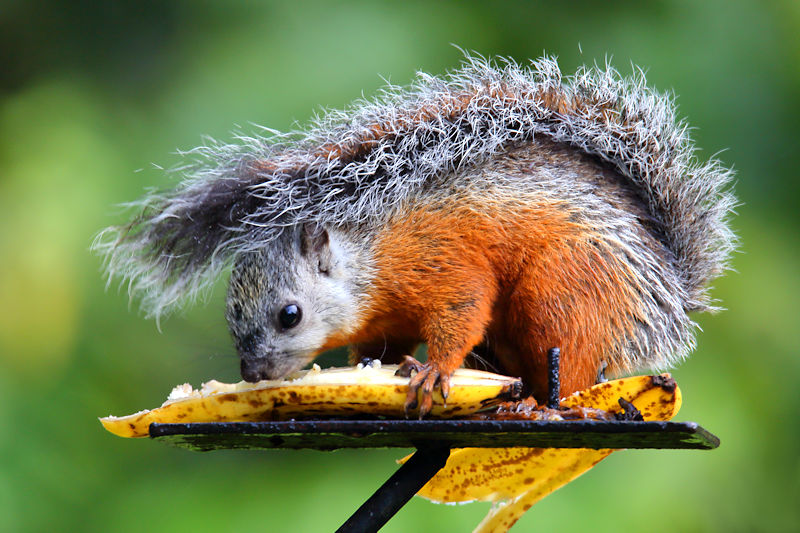 Variegated Squirrel at Monteverde