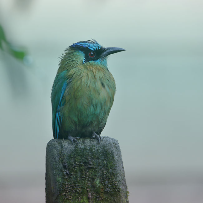 Blue-crowned Motmot at Monteverde