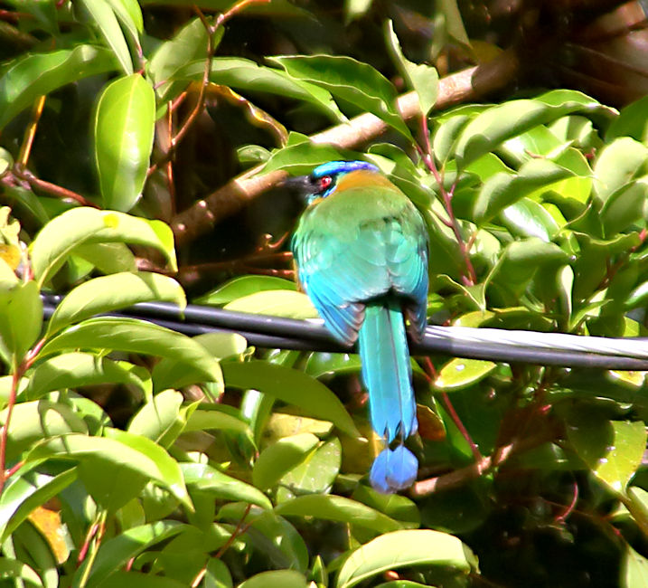 Blue-crowned Motmot at Monteverde