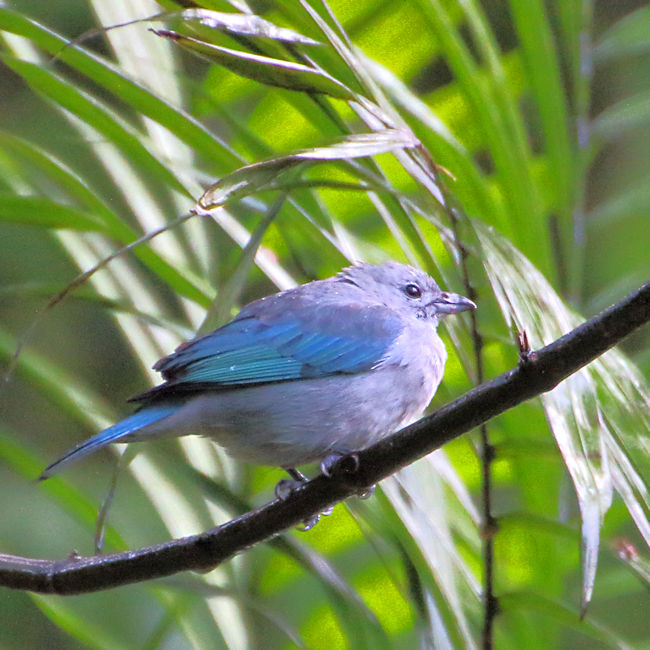 Blue-grey Tanager at Monteverde