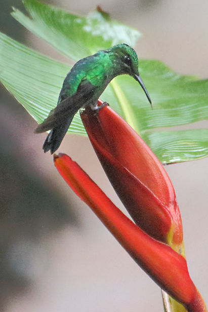 Scaly-breasted Hummingbird at Monteverde