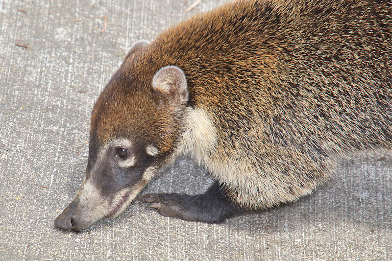 White-nosed Coati near Monteverde