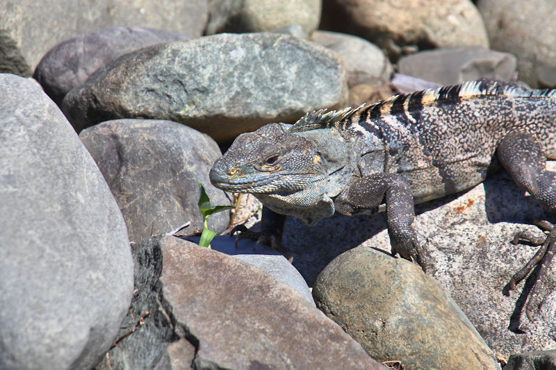 Female Green Iguana, Quepos mangroves, Costa Rica