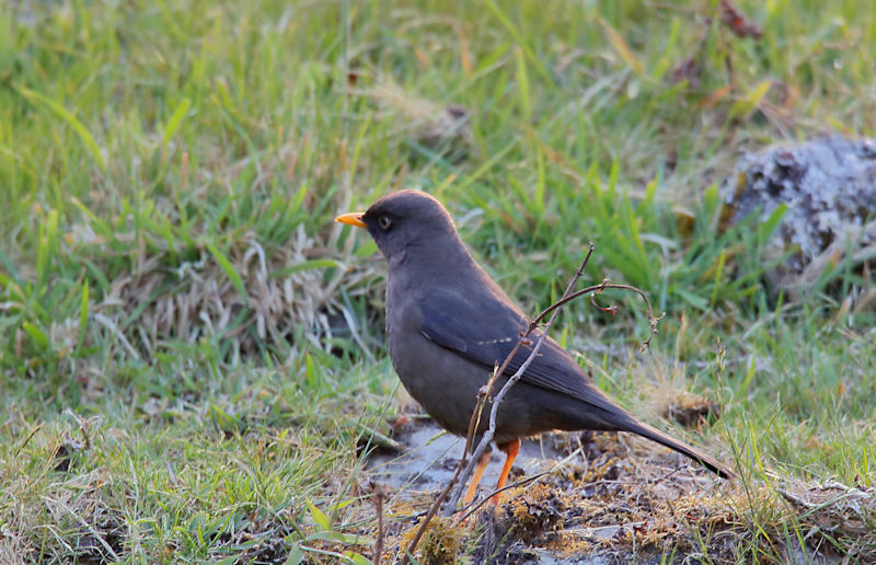 Black-faced Solitaire at La Savegre